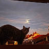 cat, tabby_cat, feline, pet, animal, rooftop, roof, cityscape, village, houses, red_roofs, moon, evening, sunset, twilight, sky, clouds, silhouette, outdoor, architecture
