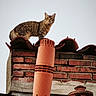 Ninjcha a rejoint le concours — aidez-le/la à gagner de superbes lots ! cat, tabby_cat, rooftop, brick_wall, terracotta_tiles, chimney, chimney_pipe, outdoor, architecture, urban, looking_at_camera, standing, feline, fur, striped_fur, ears, eyes, sky, vintage, portrait