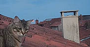 Ninjcha participe au concours pour gagner de l'argent avec cette photo : cat, tabby_cat, animal, pet, feline, rooftop, roof_tiles, chimney, outdoor, sky, blue_sky, terracotta, architecture, village, building, standing, looking, whiskers, ears, photography