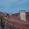cat, tabby_cat, animal, pet, feline, rooftop, roof_tiles, chimney, outdoor, sky, blue_sky, terracotta, architecture, village, building, standing, looking, whiskers, ears, photography