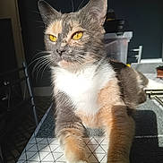 Pupuce a rejoint le concours — aidez-le/la à gagner de superbes lots ! cat, calico_cat, yellow_eyes, indoor, tablecloth, sunlight, feline, pet, animal, closeup, relaxed, whiskers, fur, domestic_cat, resting, patterned, table, shadow, cozy, home