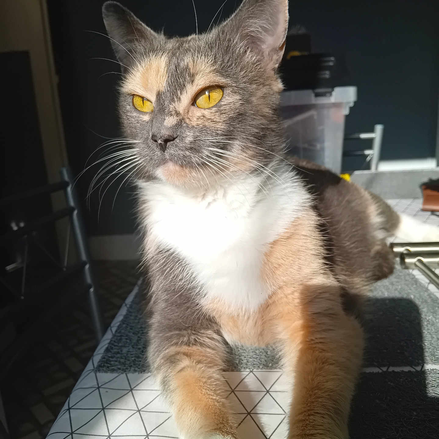 Pupuce a rejoint le concours — aidez-le/la à gagner de superbes lots ! cat, calico_cat, yellow_eyes, indoor, tablecloth, sunlight, feline, pet, animal, closeup, relaxed, whiskers, fur, domestic_cat, resting, patterned, table, shadow, cozy, home