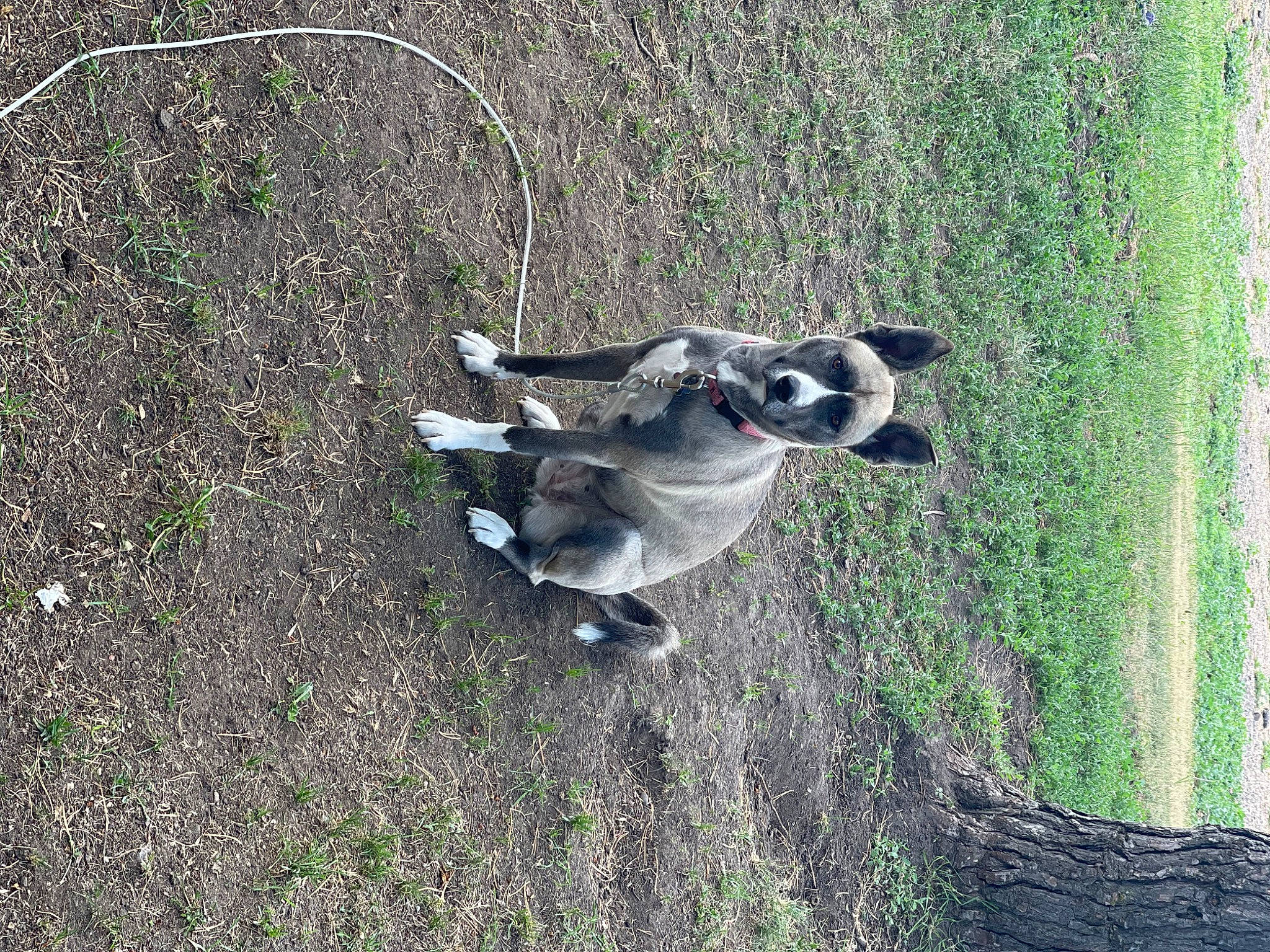 Winnie joined the competition — help win amazing prizes! canidae, carnivore, companion_dog, dog, dog_breed, grass, hunting_dog, plant, recreation, soil, sporting_group, tail, wildlife, working_animal, working_dog