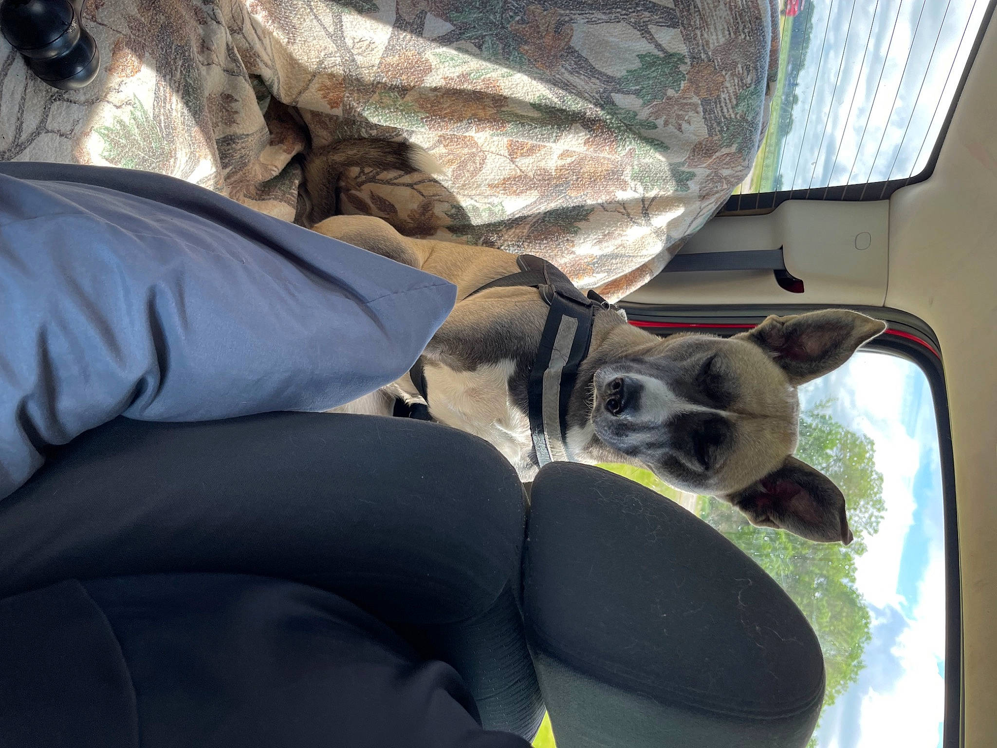 Winnie is registered to the contest to win money with this photo: auto_part, automotive_exterior, canidae, car_seat, carnivore, comfort, companion_dog, dog, dog_breed, fawn, felidae, linens, mammal, snout, sporting_group, vehicle, vehicle_door, vertebrate, window, windshield