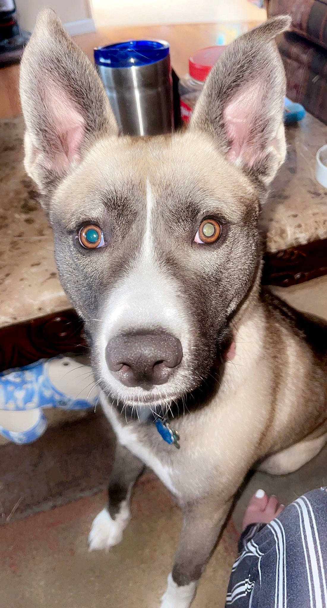 Winnie is registered to the contest to win money with this photo: ancient_dog_breeds, canidae, carnivore, collar, companion_dog, dog, dog_breed, ear, fawn, fur, non_sporting_group, snout, sporting_group, whiskers, working_animal