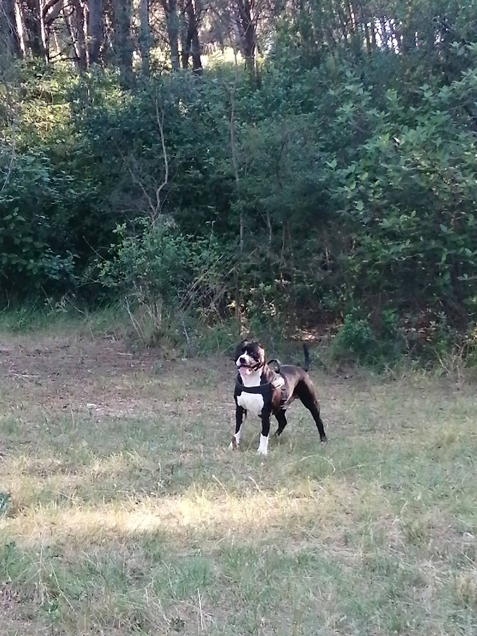 Jason a rejoint le concours — aidez-le/la à gagner de superbes lots ! canidae, carnivore, dog, dog_breed, fawn, forest, grass, grassland, landscape, natural_environment, plant, recreation, soil, sporting_group, sports, tree, wilderness, wood, woodland, working_animal