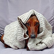 Viktor participe au concours pour gagner de l'argent avec cette photo : dog, brown_dog, knitted_sweater, cozy, wrapped, peeking, couch, fabric, closeup, portrait, indoor, cute, pet, animal, fur, eyes, snug, warm, soft, relaxing