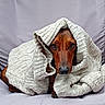 dog, brown_dog, knitted_sweater, cozy, wrapped, peeking, couch, fabric, closeup, portrait, indoor, cute, pet, animal, fur, eyes, snug, warm, soft, relaxing