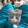 Louane a rejoint le concours — aidez-le/la à gagner de superbes lots ! kitten, cat, gray_cat, white_cat, towel, blue_towel, pet, animal, cute, cozy, indoor, fur, whiskers, closeup, portrait, relaxing, domestic_cat, sleepy, soft_texture, curious