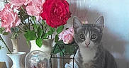 Louane a rejoint le concours — aidez-le/la à gagner de superbes lots ! cat, kitten, flower, roses, bouquet, vase, table, indoor, pet, animal, plant, decor, curious, grey_cat, white_cat, feline, still_life, shadow, leaf, nature