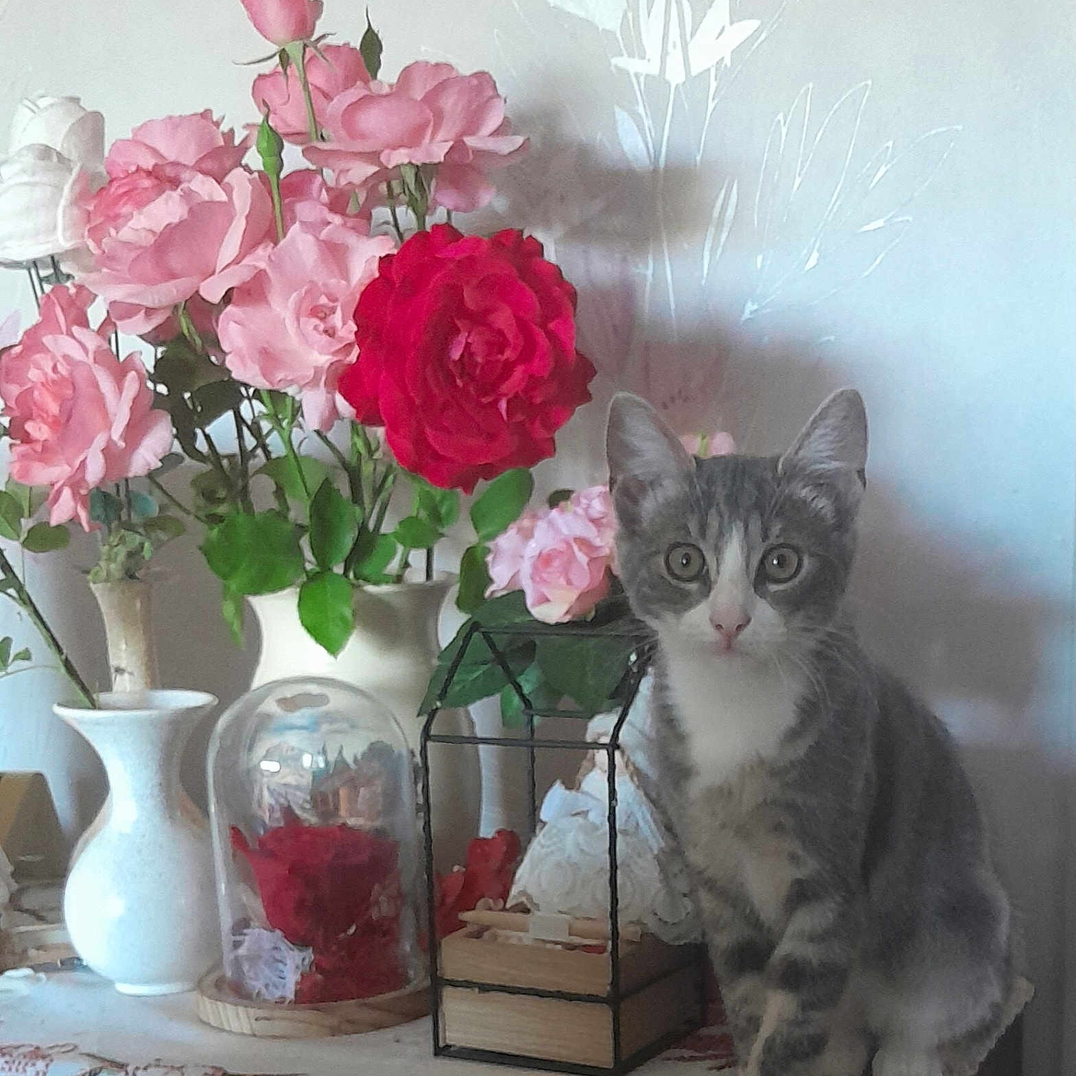 Louane a rejoint le concours — aidez-le/la à gagner de superbes lots ! cat, kitten, flower, roses, bouquet, vase, table, indoor, pet, animal, plant, decor, curious, grey_cat, white_cat, feline, still_life, shadow, leaf, nature