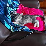 Louane participe au concours pour gagner de l'argent avec cette photo : kitten, cat, gray_cat, white_cat, pet, animal, feline, blanket, chair, pink_cloth, leather_chair, indoor, cute, resting, young_cat, fur, whiskers, paw, tail, cozy