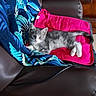 kitten, cat, gray_cat, white_cat, pet, animal, feline, blanket, chair, pink_cloth, leather_chair, indoor, cute, resting, young_cat, fur, whiskers, paw, tail, cozy