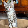 Louane participe au concours pour gagner de l'argent avec cette photo : cat, kitten, cardboard_box, curious, pet, indoor, feline, young_animal, whiskers, tabby, cute, animal, playful, orange_eyes, soft_fur, domestic_cat, closeup, brown_background, standing, home