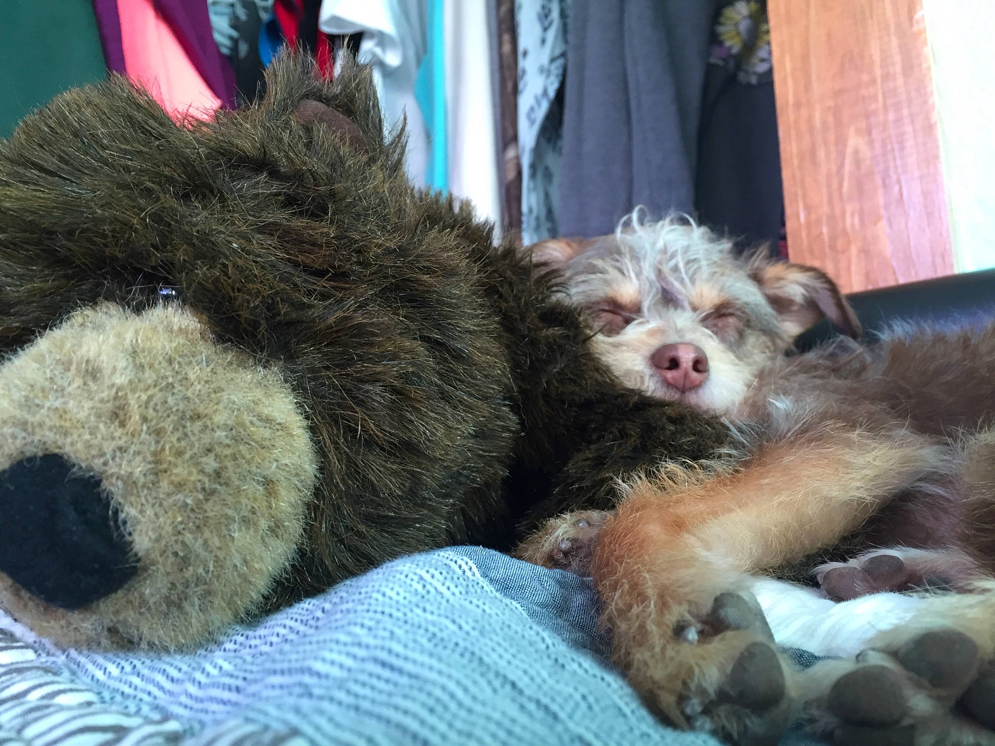 Cricket joined the competition — help win amazing prizes! bolonka, border_terrier, canidae, carnivore, dog, dog_breed, mammal, miniature_australian_shepherd, morkie, poodle_crossbreed, puppy, puppy_love, schnoodle, shih_poo, terrier, vertebrate, yorkipoo