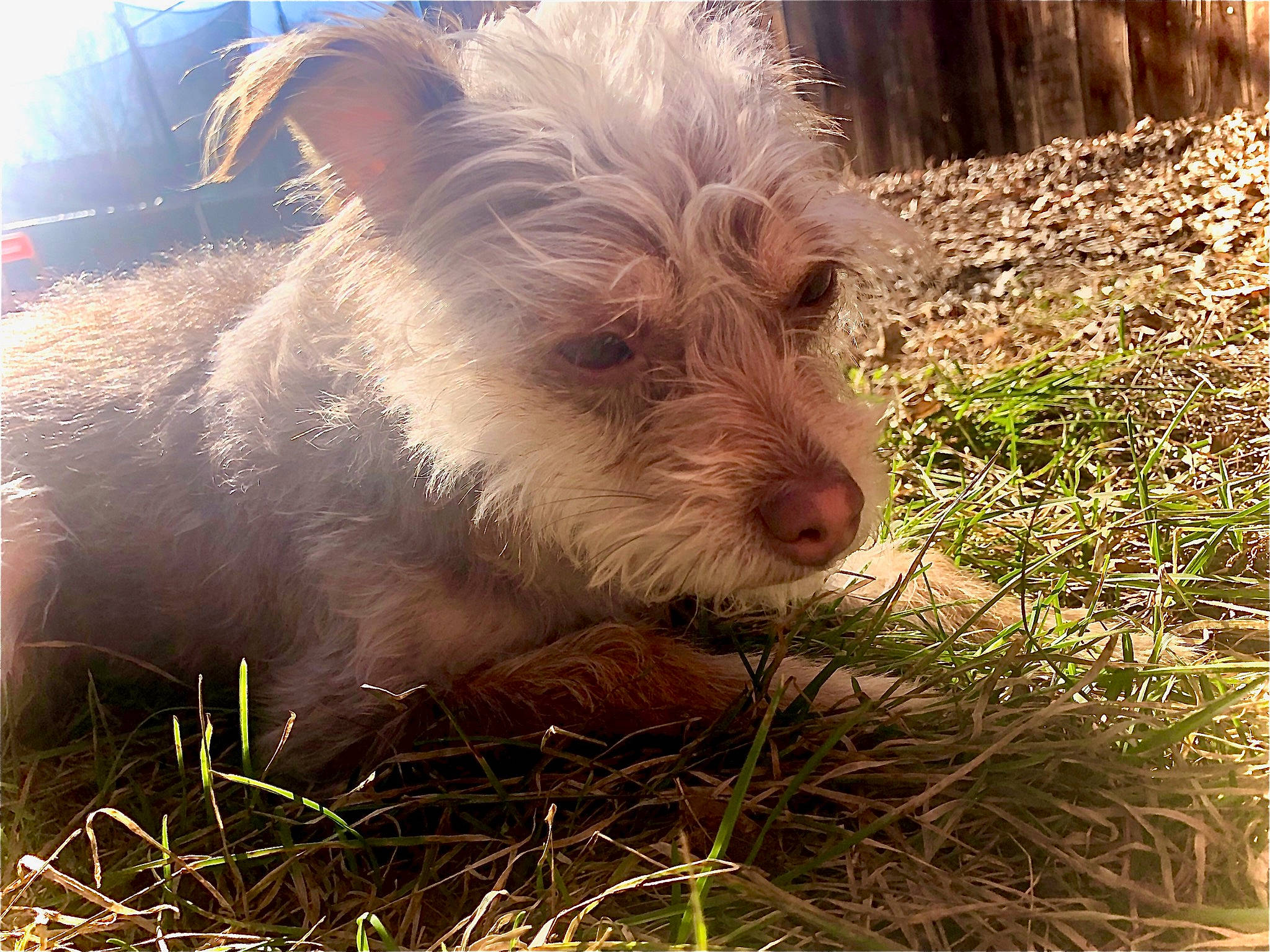 Cricket joined the competition — help win amazing prizes! cairn_terrier, canidae, carnivore, companion_dog, dog, dog_breed, ear, glen_of_imaal_terrier, grass, mammal, portuguese_podengo, puppy, rare_breed_dog, schnoodle, small_terrier, sporting_lucas_terrier, sunlight, terrier, vertebrate, west_highland_white_terrier