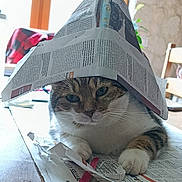 Nalla a rejoint le concours — aidez-le/la à gagner de superbes lots ! cat, domestic_cat, tabby_cat, newspaper, paper_hat, hat, paw, whiskers, table, indoor, close_up, portrait, cute, household, playful, relaxed, furniture, plant, chair, paper_scraps