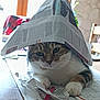 cat, domestic_cat, tabby_cat, newspaper, paper_hat, hat, paw, whiskers, table, indoor, close_up, portrait, cute, household, playful, relaxed, furniture, plant, chair, paper_scraps