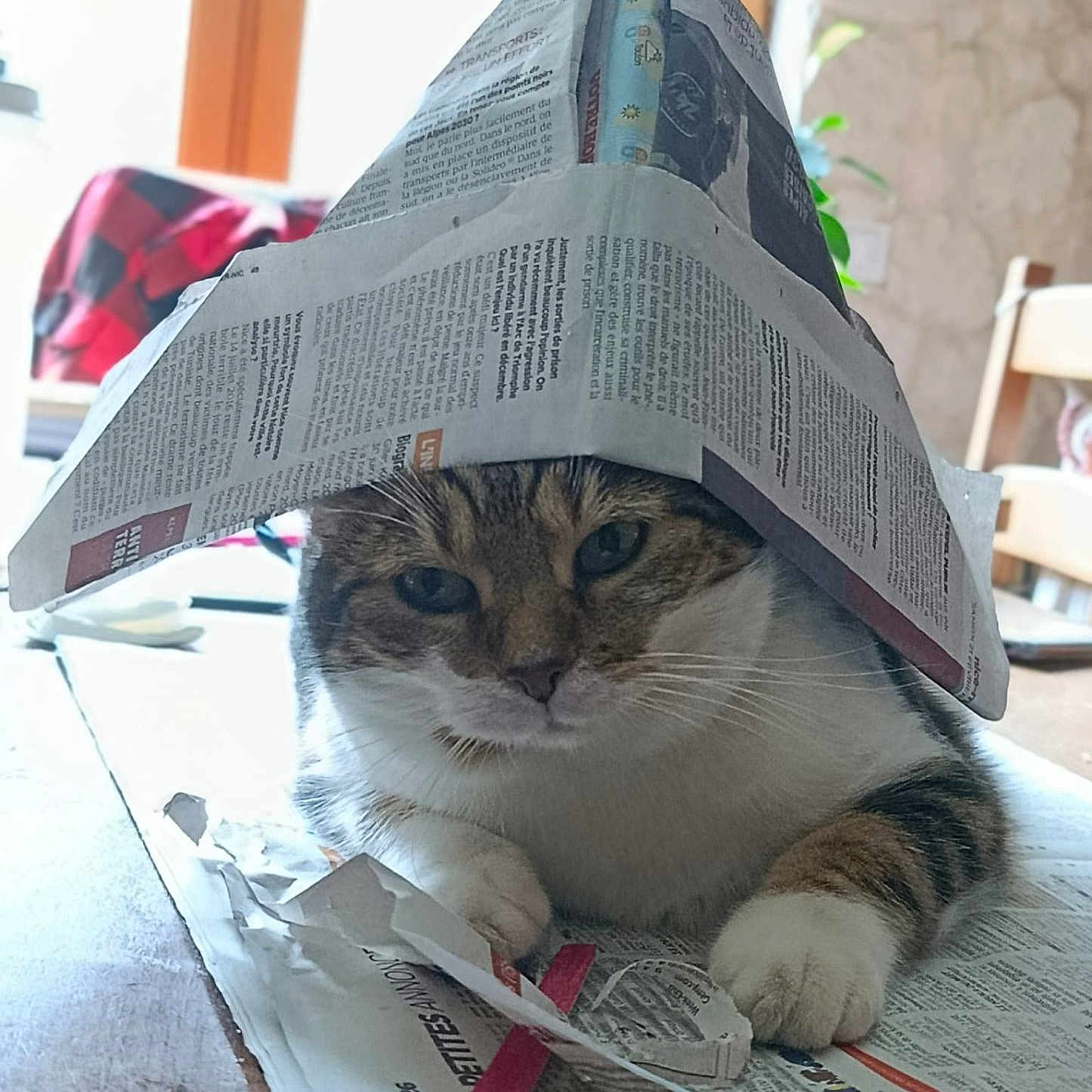 Nalla a rejoint le concours — aidez-le/la à gagner de superbes lots ! cat, chair, close_up, cute, domestic_cat, furniture, hat, household, indoor, newspaper, paper_hat, paper_scraps, paw, plant, playful, portrait, relaxed, tabby_cat, table, whiskers