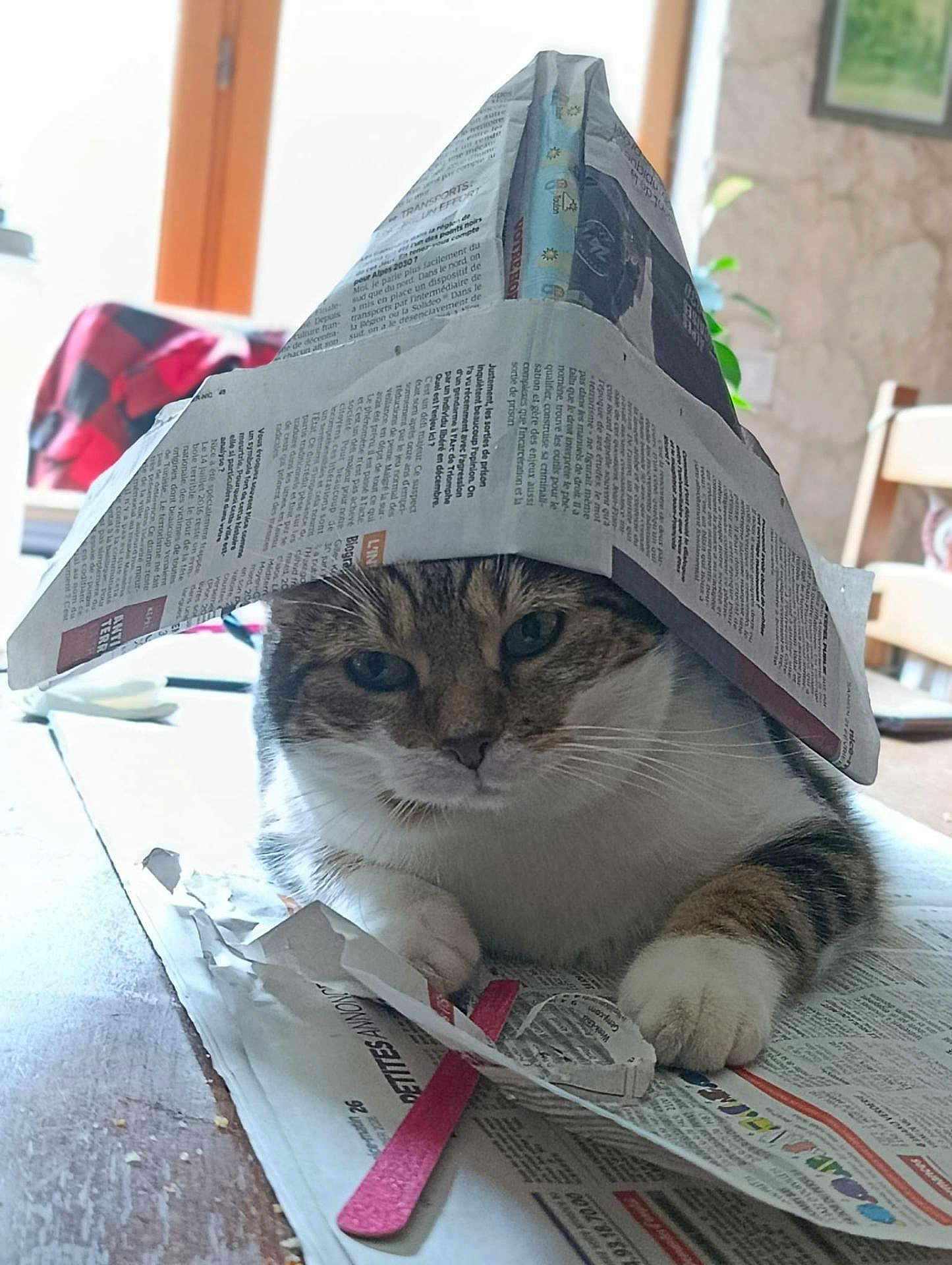 Nalla a rejoint le concours — aidez-le/la à gagner de superbes lots ! cat, domestic_cat, tabby_cat, newspaper, paper_hat, hat, paw, whiskers, table, indoor, close_up, portrait, cute, household, playful, relaxed, furniture, plant, chair, paper_scraps