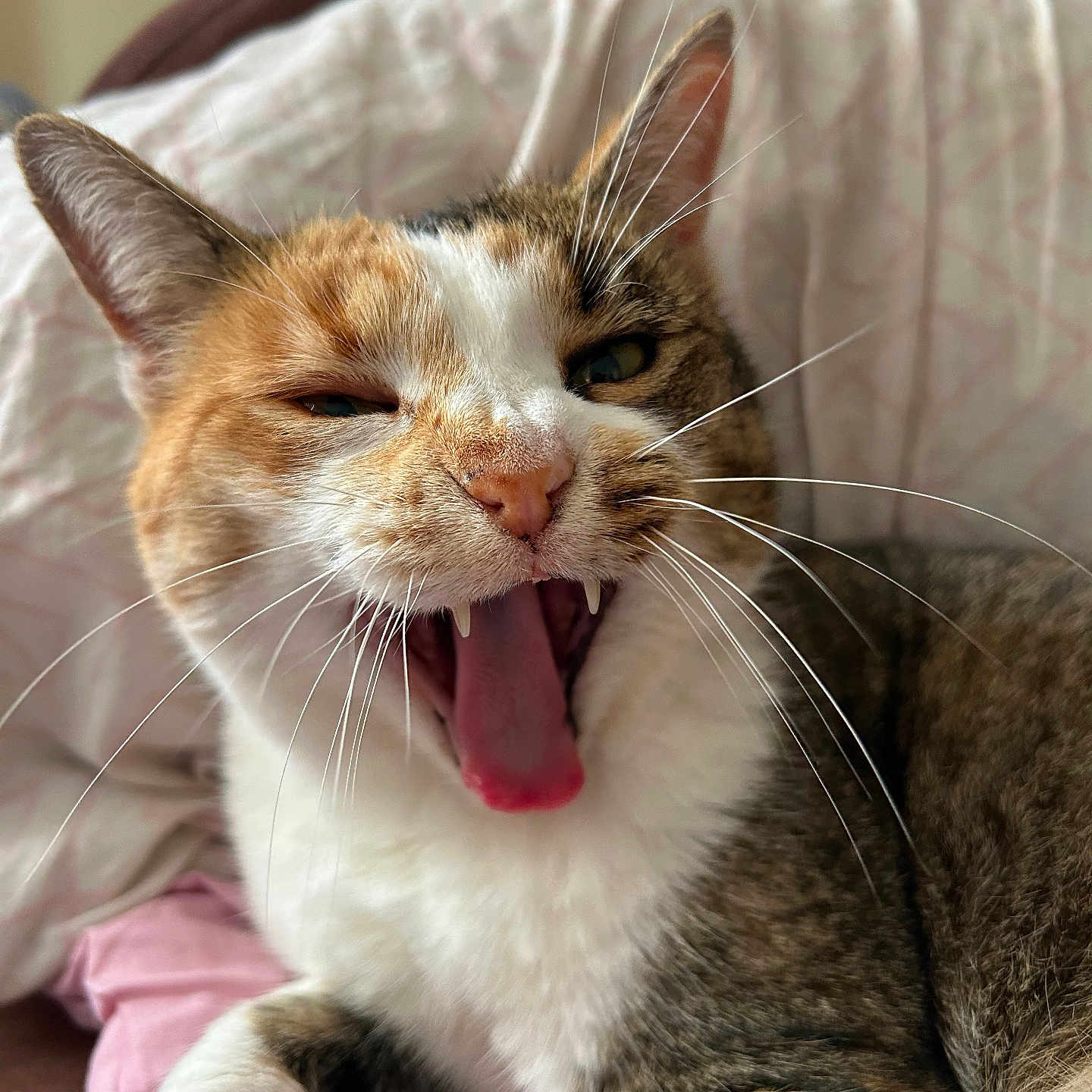 Elerinna participe au concours pour gagner de l'argent avec cette photo : cat, calico_cat, yawning, tongue, teeth, whiskers, ears, eyes, fur, pet, animal, close_up, portrait, indoors, bed, blanket, pink_fabric, relaxed, sleepy, funny