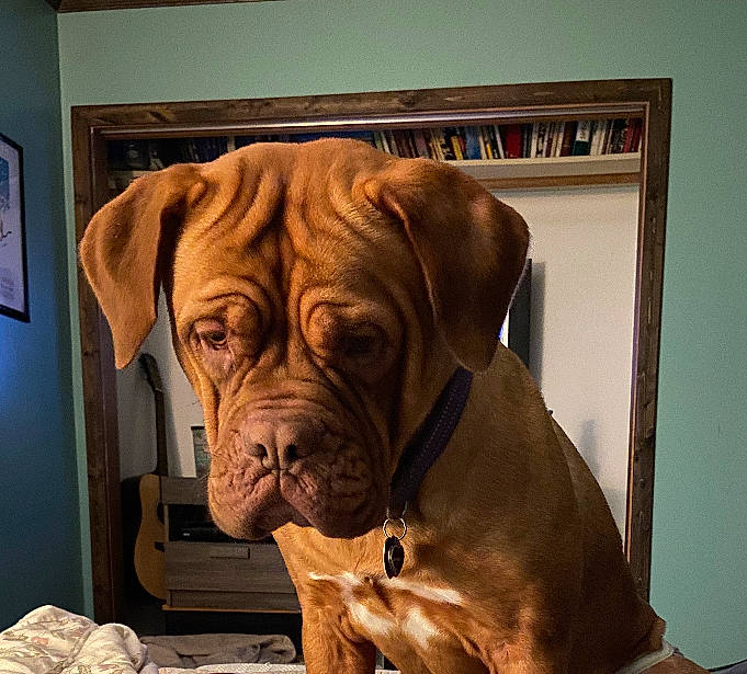 Sunshine joined the competition — help win amazing prizes! ancient_dog_breeds, art, canidae, carnivore, collar, comfort, companion_dog, dog, dog_breed, dog_collar, fawn, giant_dog_breed, guard_dog, liver, picture_frame, snout, sporting_group, working_animal, working_dog, wrinkle