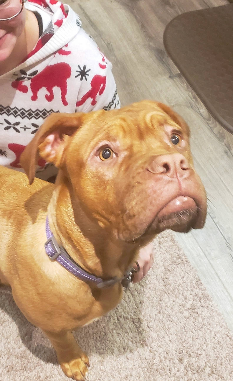 Sunshine joined the competition — help win amazing prizes! canidae, carnivore, collar, companion_dog, dog, dog_breed, dog_collar, dog_supply, fawn, fur, leash, liver, molosser, pet_supply, snout, sporting_group, whiskers, wood, working_animal, wrinkle