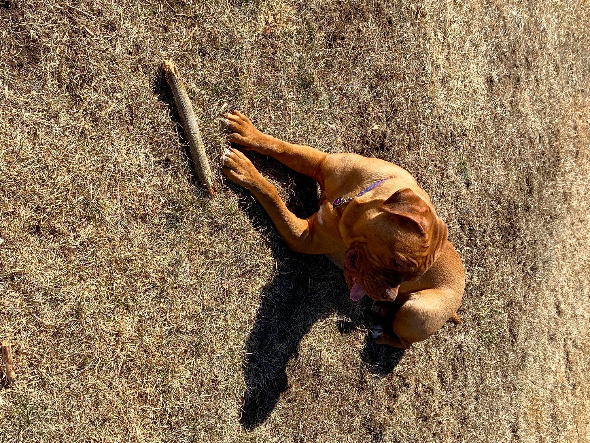 Sunshine is registered to the contest to win money with this photo: asphalt, canidae, dog_breed, fawn, grass, human_leg, landscape, paw, people_in_nature, reptile, sand, snout, soil, sporting_group, sunglasses, tail, terrestrial_animal, tortoise, wood, working_animal
