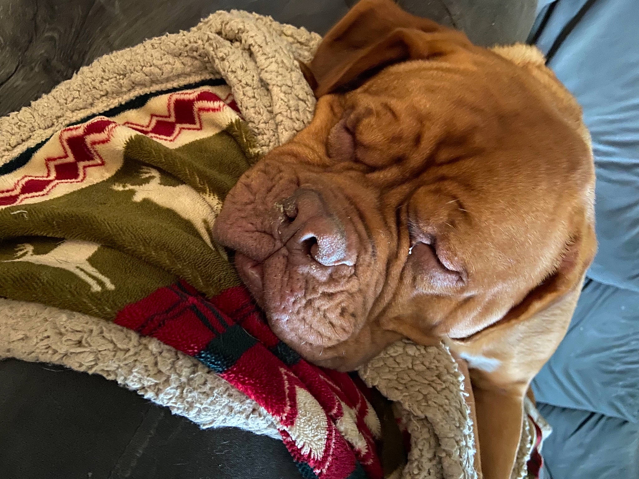 Sunshine is registered to the contest to win money with this photo: canidae, carnivore, collar, comfort, companion_dog, dog, dog_breed, dog_collar, ear, eye, fawn, fur, liver, shar_pei, snout, sporting_group, whiskers, wood, working_animal, wrinkle