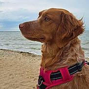 Sonia Biraud participe au concours pour gagner de l'argent avec cette photo : animal, beach, brown_dog, calm, canine, cloudy, daytime, dog, fur, looking_away, nature, outdoor, peaceful, pet, pink_harness, sand, sea, side_view, sky, water