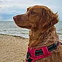 animal, beach, brown_dog, calm, canine, cloudy, daytime, dog, fur, looking_away, nature, outdoor, peaceful, pet, pink_harness, sand, sea, side_view, sky, water