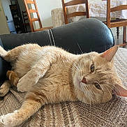 Eiko participe au concours pour gagner de l'argent avec cette photo : cat, ginger_cat, feline, pet, indoor, couch, blanket, leather, furniture, chair, table, tablecloth, wooden_chair, relaxing, resting, cozy, home, domestic, animal, fur