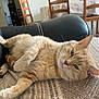 cat, ginger_cat, feline, pet, indoor, couch, blanket, leather, furniture, chair, table, tablecloth, wooden_chair, relaxing, resting, cozy, home, domestic, animal, fur