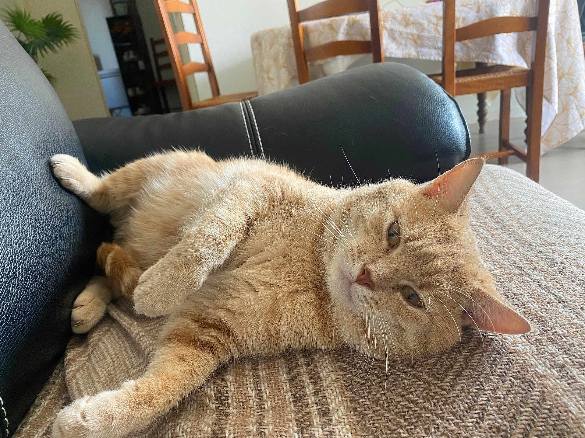Eiko participe au concours pour gagner de l'argent avec cette photo : cat, ginger_cat, feline, pet, indoor, couch, blanket, leather, furniture, chair, table, tablecloth, wooden_chair, relaxing, resting, cozy, home, domestic, animal, fur