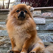 Bonilla Amelie participe au concours pour gagner de l'argent avec cette photo : adorable, animal, canine, companion, cute, dog, domestic_animal, fluffy, friendly, fur, outdoor, paw, pet, plant, pomeranian, portrait, purple_leaves, sitting, small_dog, stone_wall