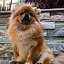 adorable, animal, canine, companion, cute, dog, domestic_animal, fluffy, friendly, fur, outdoor, paw, pet, plant, pomeranian, portrait, purple_leaves, sitting, small_dog, stone_wall