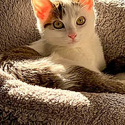 Sally participe au concours pour gagner de l'argent avec cette photo : cat, kitten, pet, animal, fur, ears, eyes, whiskers, bed, blanket, texture, sunlight, indoor, cozy, resting, cute, domestic, closeup, relaxing, soft