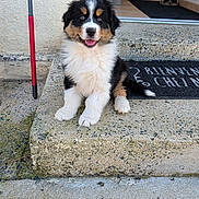 Bradley participe au concours pour gagner de l'argent avec cette photo : puppy, dog, bernese_mountain_dog, tricolor, fluffy, sitting, smiling, open_mouth, outdoor, doorstep, porch, entrance, doormat, doorway, house, concrete, steps, red_cane, pet, portrait