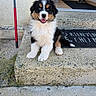 puppy, dog, bernese_mountain_dog, tricolor, fluffy, sitting, smiling, open_mouth, outdoor, doorstep, porch, entrance, doormat, doorway, house, concrete, steps, red_cane, pet, portrait