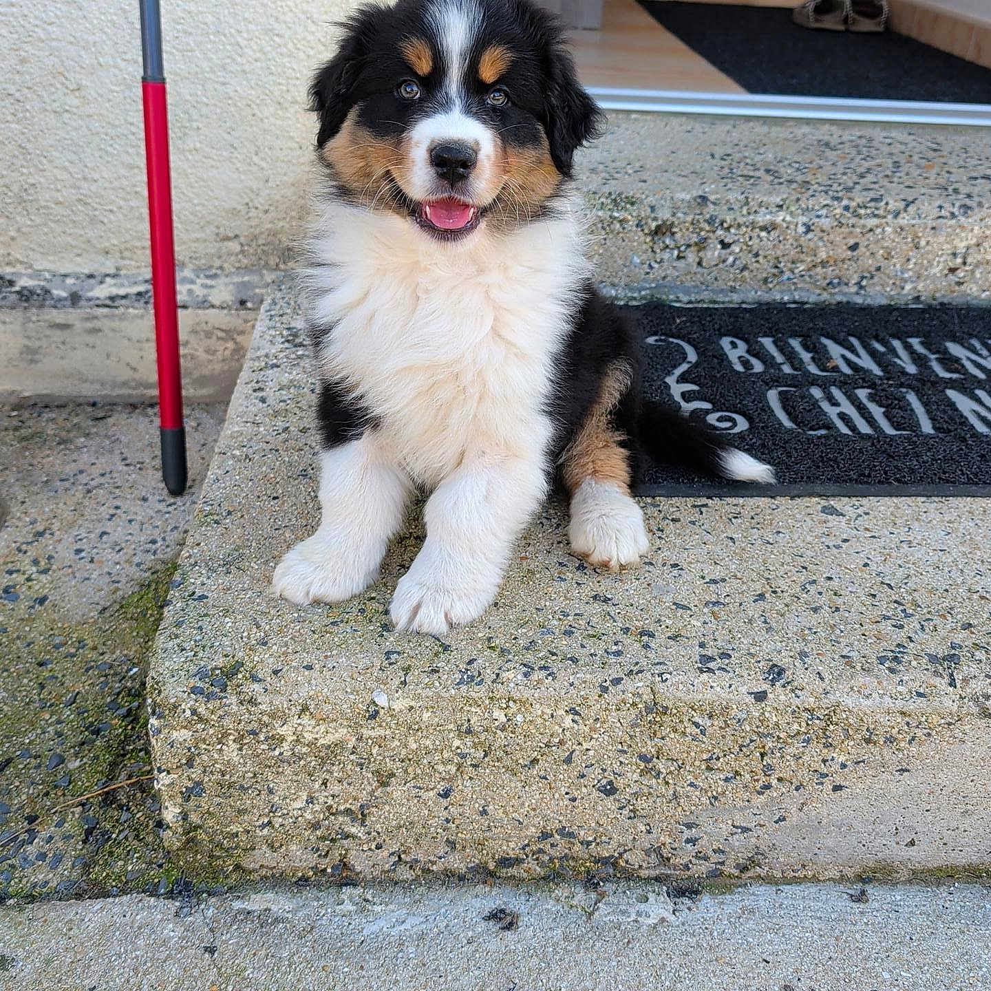 Bradley participe au concours pour gagner de l'argent avec cette photo : puppy, dog, bernese_mountain_dog, tricolor, fluffy, sitting, smiling, open_mouth, outdoor, doorstep, porch, entrance, doormat, doorway, house, concrete, steps, red_cane, pet, portrait