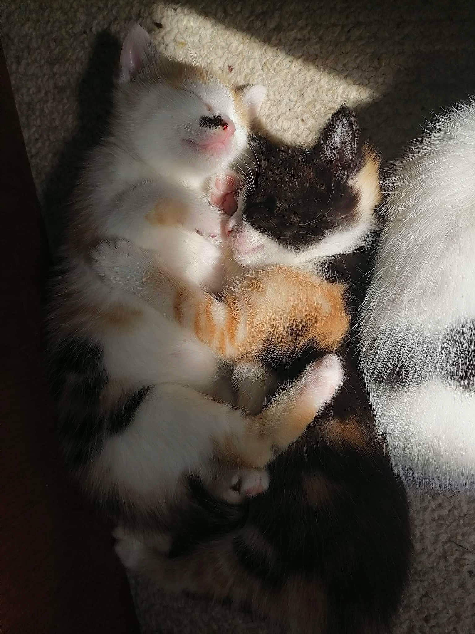 Natsu participe au concours pour gagner de l'argent avec cette photo : carnivore, cat, claw, comfort, domestic_short_haired_cat, eye, felidae, foot, fur, head, leg, mammal, paw, sitting, small_to_medium_sized_cats, snout, tail, terrestrial_animal, whiskers