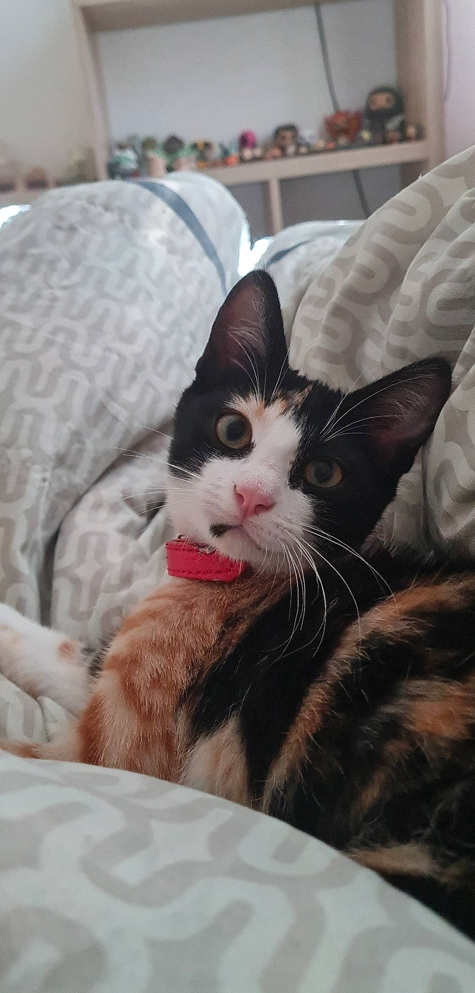 Natsu a rejoint le concours — aidez-le/la à gagner de superbes lots ! carnivore, cat, cat_supply, claw, comfort, domestic_short_haired_cat, felidae, fur, nap, paw, sitting, small_to_medium_sized_cats, snout, whiskers