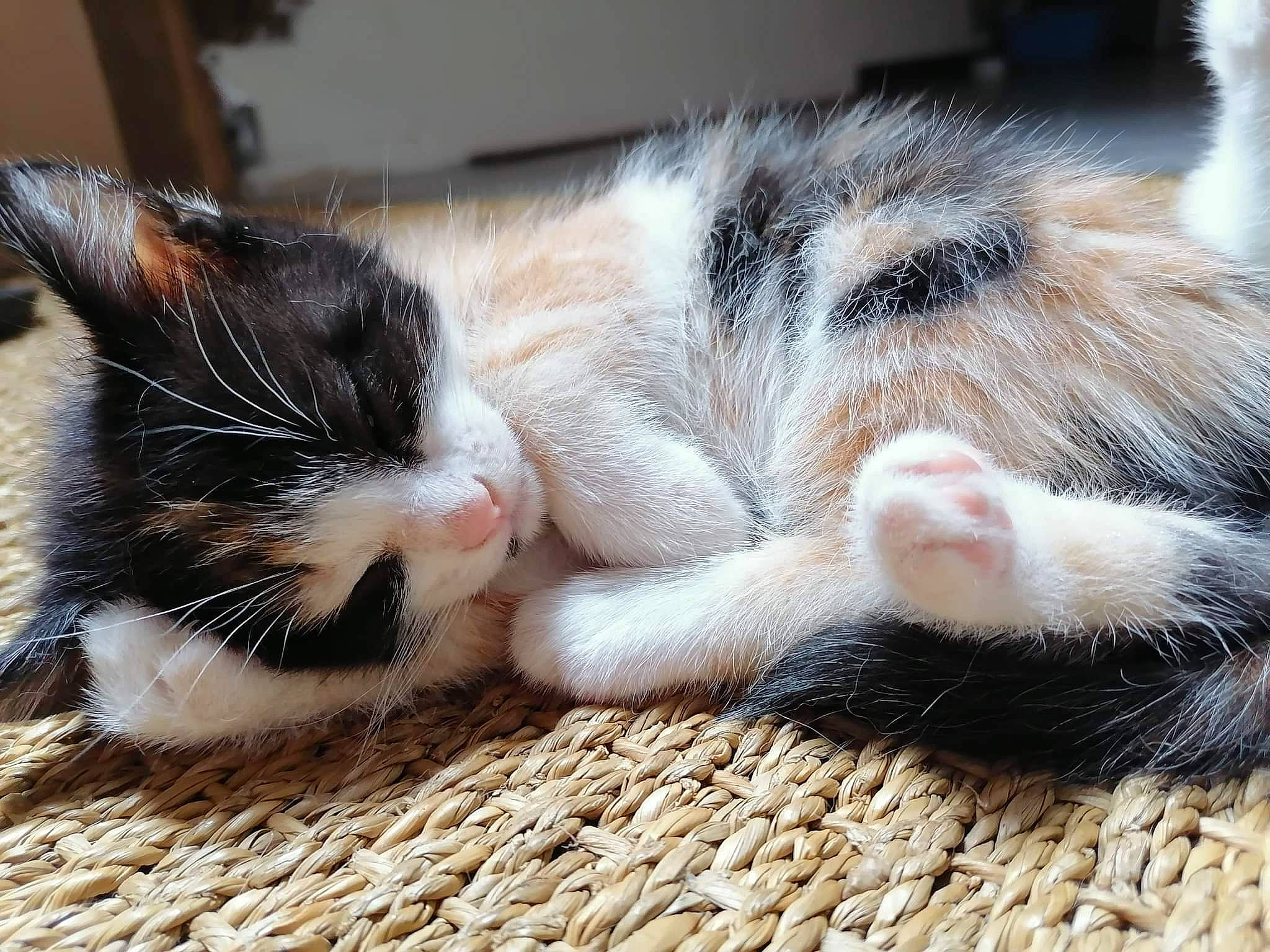 Natsu participe au concours pour gagner de l'argent avec cette photo : carnivore, cat, claw, comfort, domestic_short_haired_cat, eye, felidae, fur, nap, paw, sleep, small_to_medium_sized_cats, snout, tail, terrestrial_animal, whiskers, window