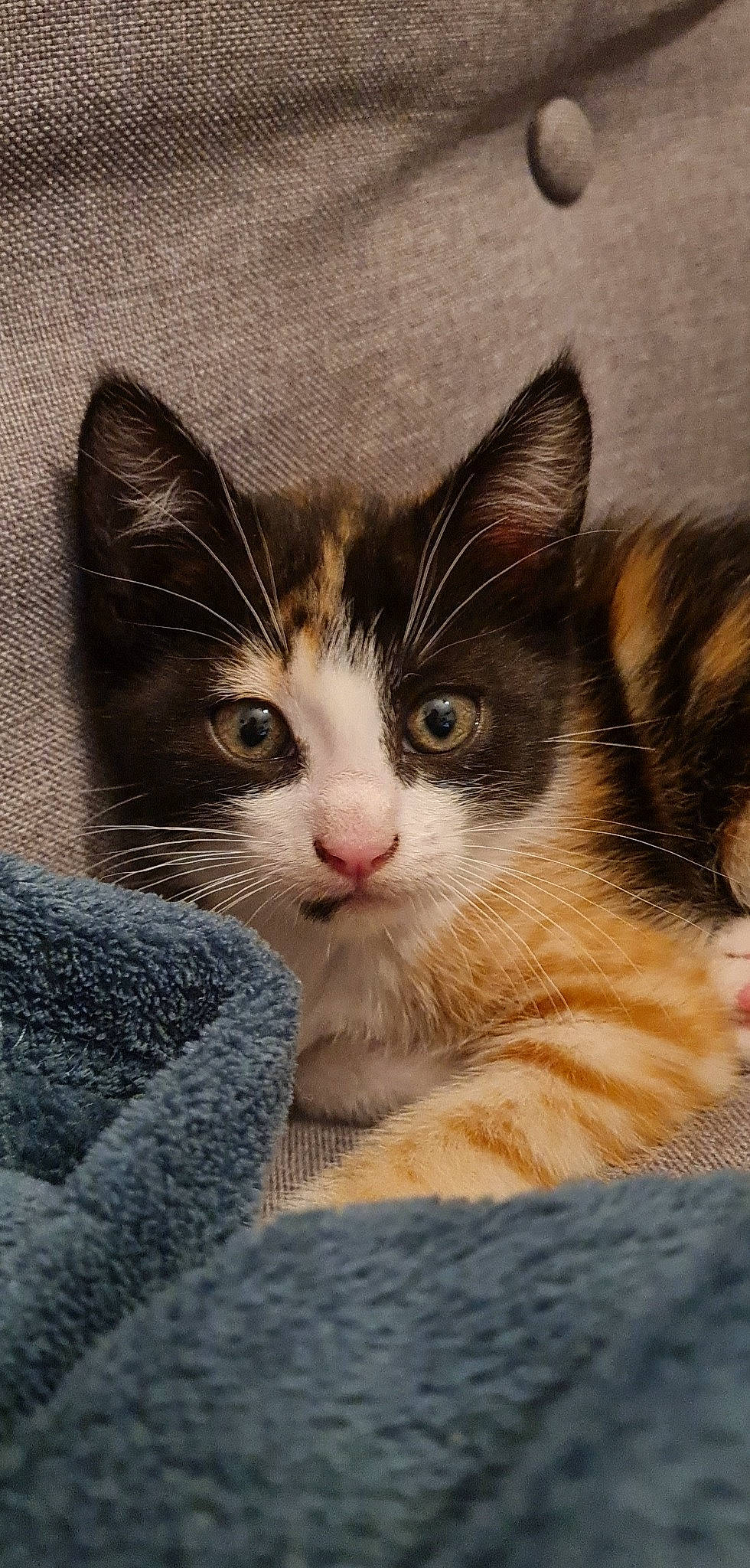 Natsu participe au concours pour gagner de l'argent avec cette photo : art, box, carnivore, cat, claw, comfort, domestic_short_haired_cat, felidae, fur, iris, nap, paw, sitting, sleep, small_to_medium_sized_cats, snout, tail, tree, whiskers, window