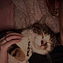 Yuri a rejoint le concours — aidez-le/la à gagner de superbes lots ! cat, sleeping, person, hand, ring, bracelet, earring, collar, fur, cozy, snuggle, bed, blanket, soft, dim_light, pet, domestic_animal, rest, relaxation, intimacy