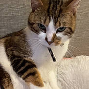 Yuri participe au concours pour gagner de l'argent avec cette photo : cat, tabby, white_fur, collar, pet, indoor, fluffy_blanket, couch, feline, whiskers, ears, paw, relaxed, fur_pattern, close_up, domestic_animal, cute, animal, resting, curious