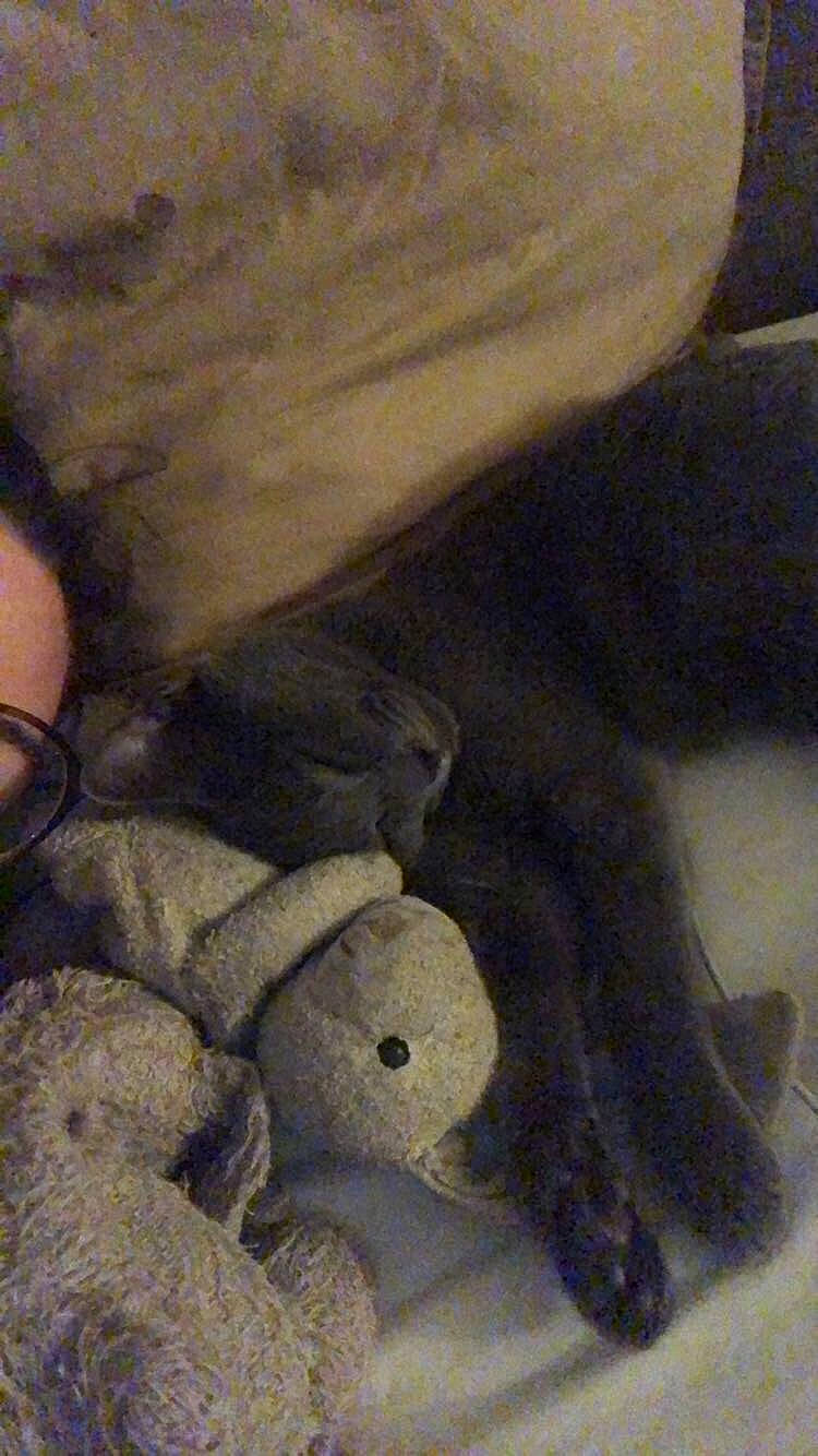 Sylver a rejoint le concours — aidez-le/la à gagner de superbes lots ! fawn