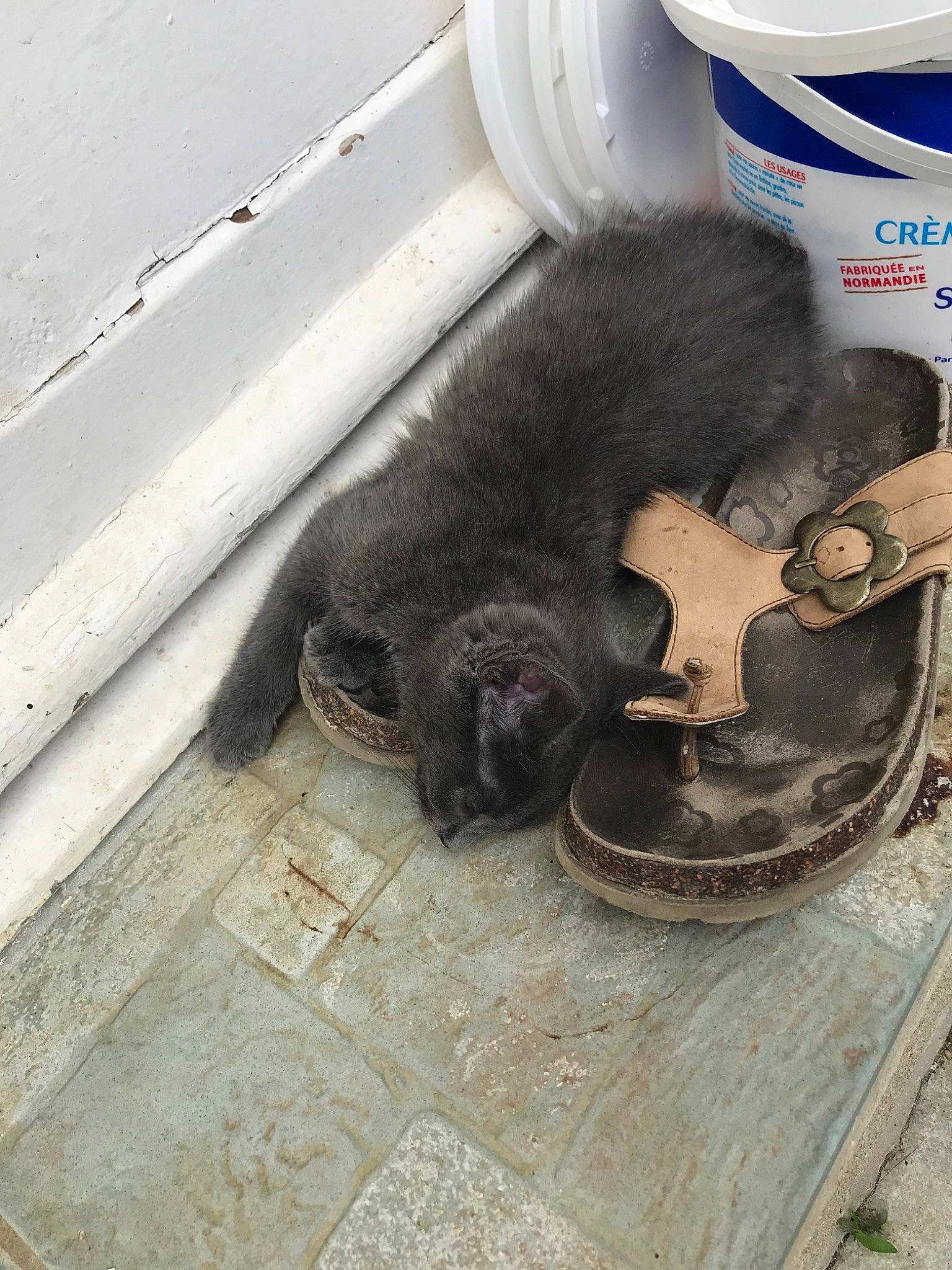 Sylver a rejoint le concours — aidez-le/la à gagner de superbes lots ! black_cat, canidae, carnivore, cat, felidae, fur, small_to_medium_sized_cats, snout