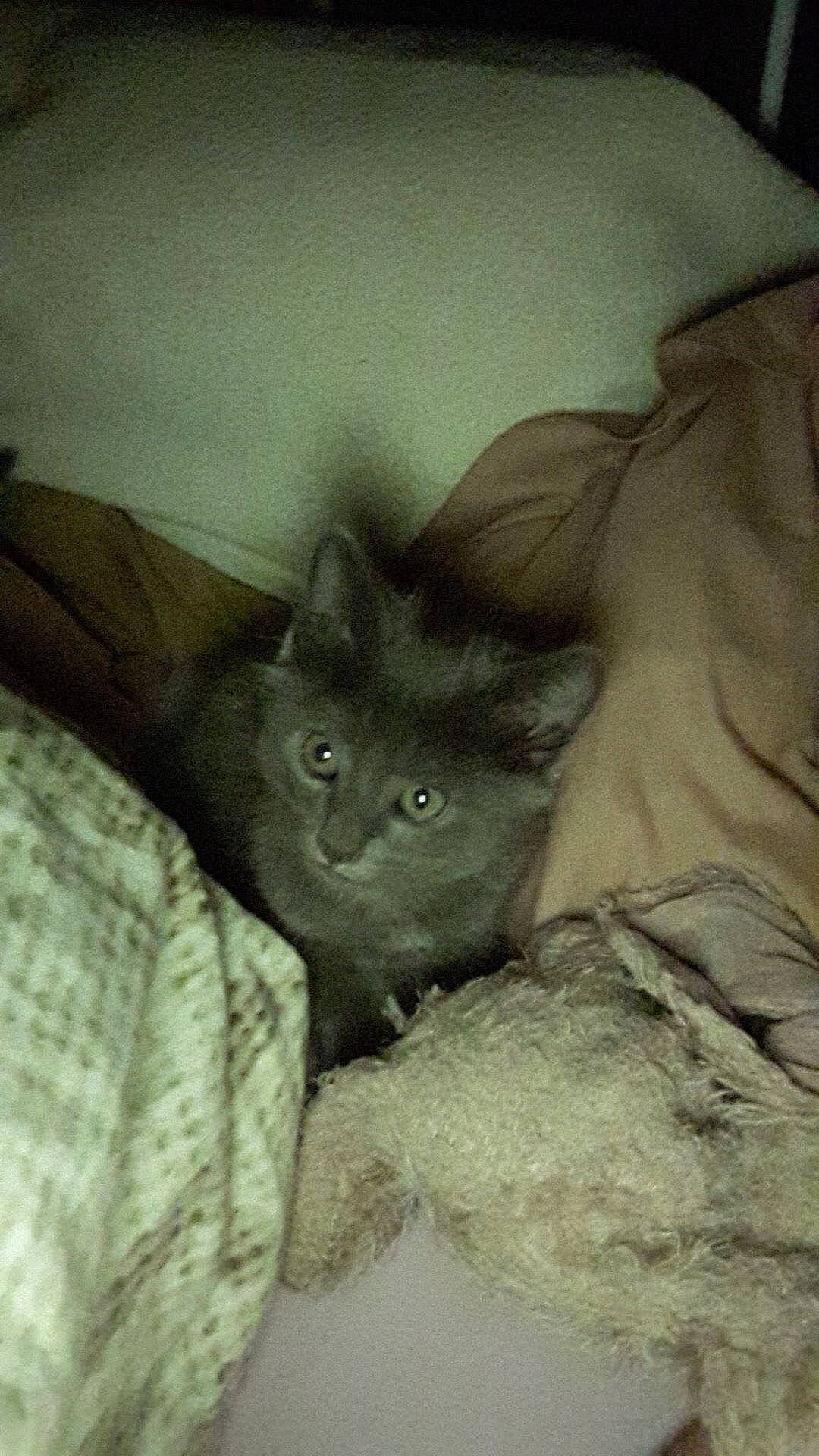 Sylver participe au concours pour gagner de l'argent avec cette photo : asian, black_cat, british_longhair, british_semi_longhair, carnivore, cat, domestic_long_haired_cat, eye, felidae, fur, kitten, korat, mammal, nebelung, russian_blue, small_to_medium_sized_cats, snout, whiskers