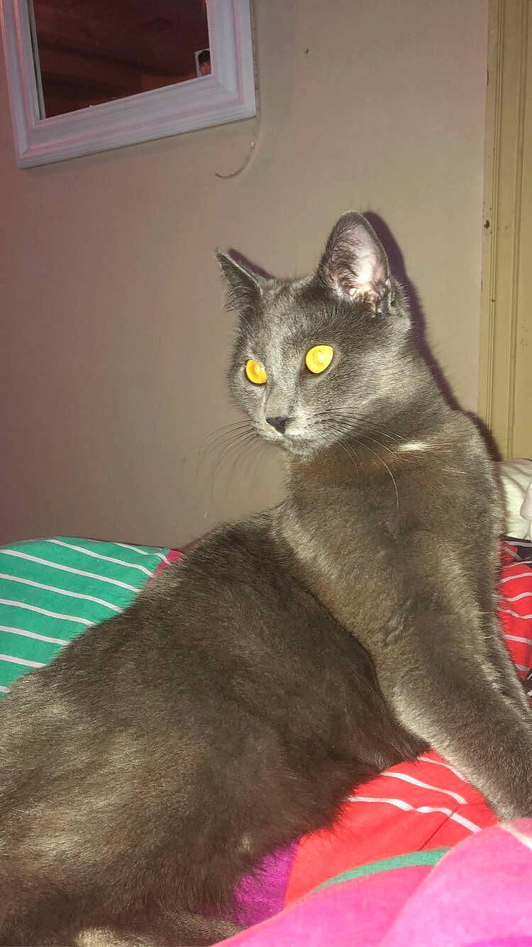 Sylver a rejoint le concours — aidez-le/la à gagner de superbes lots ! asian, british_shorthair, burmese, carnivore, cat, chartreux, domestic_short_haired_cat, felidae, havana_brown, korat, mammal, nebelung, russian_blue, small_to_medium_sized_cats, tail, vertebrate, whiskers